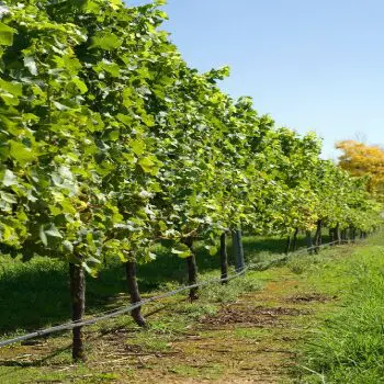 A row of trees in the middle of a field.